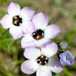 Gilia Seeds – Violet Fields