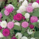 Gomphrena Pink And White Tall Mix