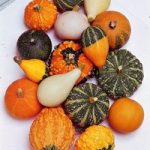 Gourd (Inedible) Seeds – Ornamental