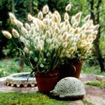 Grasses Ornamental Seeds – Bunny Tails