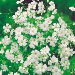Gypsophila Seeds – Covent Garden White