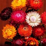 Strawflower Seeds – Forever Mix