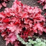 Heuchera Plant – Forever Red
