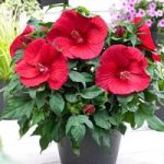 Hibiscus Extreme Plant – Oak Red