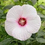 Hibiscus Extreme Plant – White Eyes