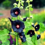 Hollyhock Seeds – Black Knight