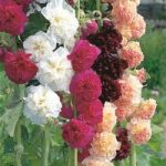 Hollyhock Seeds – Chater’s Mix