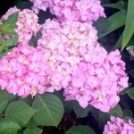 Hydrangea Plant – Endless Summer Bloomstar