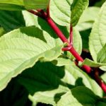 Hydrangea pan. Plant – Wim’s Red®