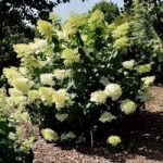 Hydrangea paniculata Plant – Phantom