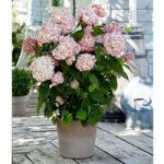 Hydrangea Arborescens Candybelle® Bubblegum
