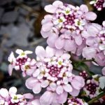 Iberis Plant – Pink Ice