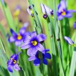 Idaho Blue-Eyed Grass Seeds – Moody Blues