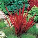 Japanese Blood Grass – Red Baron