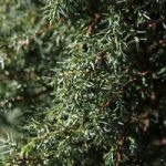 Juniperus communis Plant – Hibernica