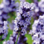Lavender Seeds – Hidcote Blue
