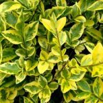 Ligustrum Aureum (Golden Privet) Plant – 2L Value Hedging Range