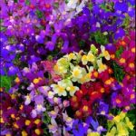 Linaria Seeds – Fairy Bouquet