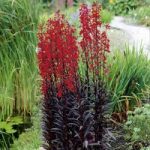 Lobelia Plants – Queen Victoria