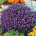 Lobelia Seeds – Mrs Clibran (Bush Variety)