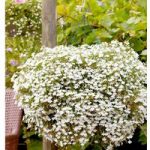 Lobelia Supacoat Seeds – Cascade White