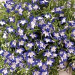 Lobelia Plants – Superstar