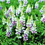 Lupin Seeds – Pink Fairy