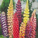 Lupin Plants – Russell Hybrids Mix