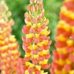 Lupin Plant – Gladiator