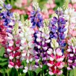 Lupinus Avalune Red/White/Pink Mix