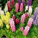 Lupin Plants – Mini Gallery Mix