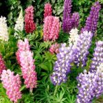 Lupin Seeds – Gallery Mix
