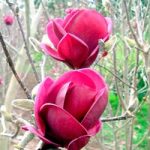 Magnolia Plant – ‘Genie’ NOBLE®