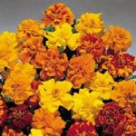 Marigold French Seeds – Summer Loving Mix