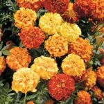 Marigold Afro-French Seeds – F1 Zenith Mix