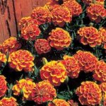 Marigold French Seeds – Queen Sophia