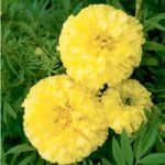 Marigold African Seeds – F1 Key Lime