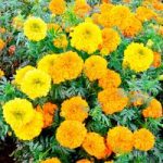 Marigold Indian Seeds – Kushi