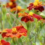 Marigold Seeds – Burning Embers