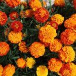 Marigold French Seeds – Orange Winner