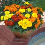 Marigold Plants – Durgango Mixed