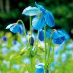 Himalayan Poppy Seeds – Lingholm