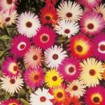 Livingstone Daisy Seeds – Sparkles Mix