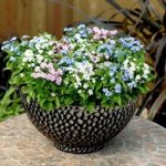Forget-Me-Not Plants – Mon Amie Mixed