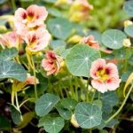 Nasturtium Seeds – Ladybird Rose