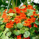 Nasturtium Seeds – Orange Troika