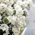 Nemesia Plants – White Perfume