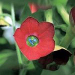 Nicotiana Seeds – F1 Tinkerbell
