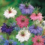 Love-in-a-Mist Seeds – Persian Jewels Mix