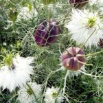 Love-in-a-Mist Seeds – Albion Black Pod